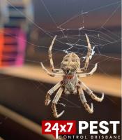 247 Spider Control Brisbane image 2
